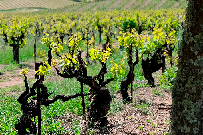 Afinal, o que so vinhas velhas e como influenciam no vinho?